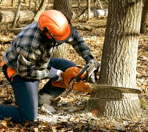 Tree Removal in Easton, PA